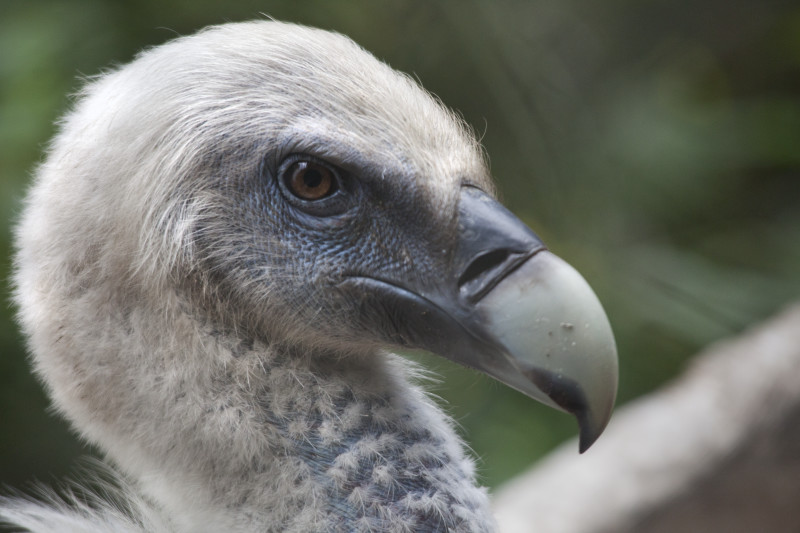 Griffon Vulture Eye Medium
